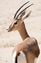 Dorcas gazelle Royalty Free Stock Photo