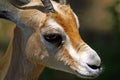 The dorcas gazelle, also known as the ariel gazelle