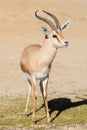 The dorcas gazelle Gazella dorcas