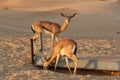 Dorcas gazelle Gazella dorcas inhabits desert areas Royalty Free Stock Photo