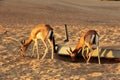 Dorcas gazelle Gazella dorcas inhabits nature desert reserve near Dubai,UAE Royalty Free Stock Photo