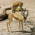 Dorcas Gazelle (Gazella dorcas neglecta) Royalty Free Stock Photo