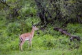 Dorcas Gazelle Gazella dorcas neglecta grazing in the rain at Maasai Mara Royalty Free Stock Photo