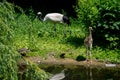 The dorcas gazelle, Gazella dorcas Royalty Free Stock Photo