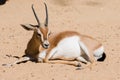 Dorcas Gazelle (Gazella dorcas neglecta) Royalty Free Stock Photo