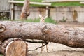 Dorcas gazelle leaning over a large fallen tree trunk Royalty Free Stock Photo