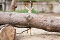 Dorcas gazelle leaning over a large fallen tree trunk Royalty Free Stock Photo