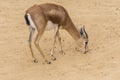 Dorcas gazelle looking for food between the earth Royalty Free Stock Photo