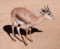 Dorcas gazelle on sand