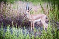 Dorcas Gazelle Royalty Free Stock Photo