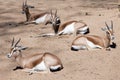 Dorcas Gazelles sitting on sand