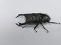 Dorcus hopei  binodulosus Royalty Free Stock Photo