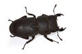 Dorcus parallelipipedus Royalty Free Stock Photo