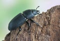 Dorcus parallelopipedus Royalty Free Stock Photo