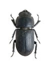 Dorcus parallelopipedus Royalty Free Stock Photo