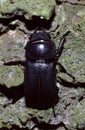 Dorcus parallelopipedus or lesser stag beetle Royalty Free Stock Photo