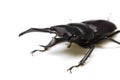 Dorcus rectus Royalty Free Stock Photo