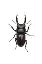 Dorcus rectus