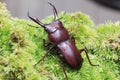 Dorcus rectus beetle in Japan