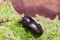 Dorcus rectus beetle in Japan