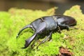 Dorcus titanus typhon stag beetle Royalty Free Stock Photo