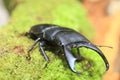 Dorcus titanus typhon stag beetle Royalty Free Stock Photo