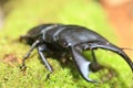 Dorcus titanus typhon stag beetle Royalty Free Stock Photo