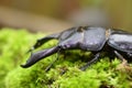 Dorcus titanus typhon stag beetle Royalty Free Stock Photo