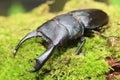 Dorcus titanus typhon stag beetle Royalty Free Stock Photo