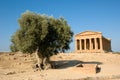 Doric temple of Concordia with olive tree