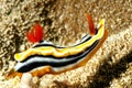 Nudibranch Chromodoris annae Royalty Free Stock Photo