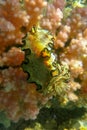 Doriprismatica kyanomarginata on pink hard coral in Red Sea, Egypt.  Small sea creature of sea slug in rays of tropical sunset. Royalty Free Stock Photo