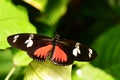 Doris long wing butterfly lands in the gardens