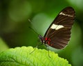 Doris Longwing butterfly (Heliconius Doris)