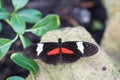 Doris longwing resting on a rock Royalty Free Stock Photo