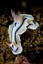 doris nudibranch sea slug Royalty Free Stock Photo