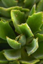 Doris Taylor.Succulent plant with dense of white hairs on leaves. Royalty Free Stock Photo