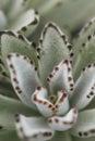 Doris Taylor.Succulent plant with dense of white hairs on leaves. Royalty Free Stock Photo