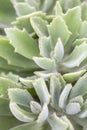 Doris Taylor.Succulent plant with dense of white hairs on leaves. Royalty Free Stock Photo