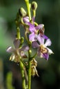 Doritis Orchid Royalty Free Stock Photo