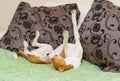 Dormant Basenji dog being in funny sleeping pose