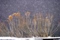 Dormant flowering plants