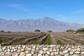 Vineyard rows, Coachella Valley