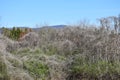 Dormant Kudzu Vine Landscape