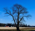 Dormant Tree in Kane County