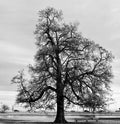 A Dormant Tree in Noir