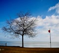 Dormant Tree Overlooking Lake Michigan