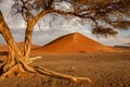 Dormant tree sits under a giant sand dune in the Winter