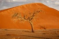 Dormant tree sits under a giant sand dune in the Winter