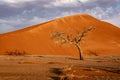 Dormant tree sits under a giant sand dune in the Winter